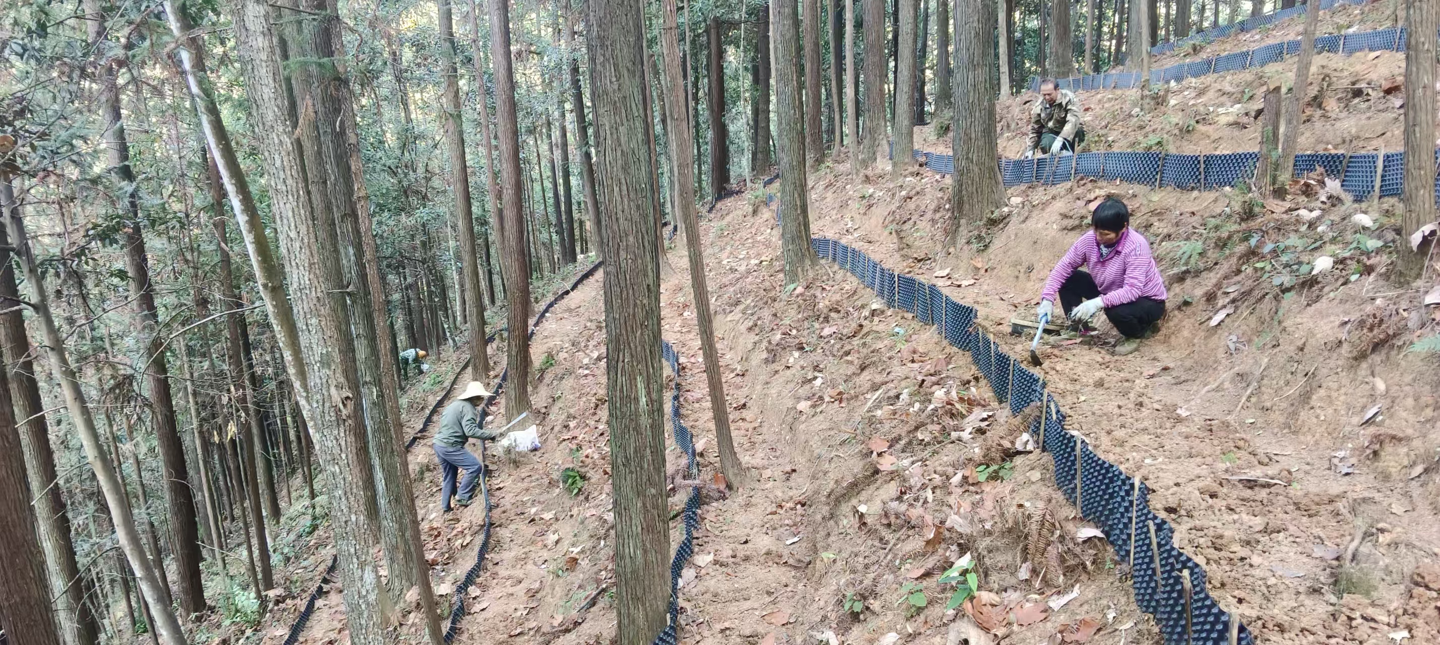 漠源琵琶丘基地黃精試種擴容！金森探索林藥共生新路徑