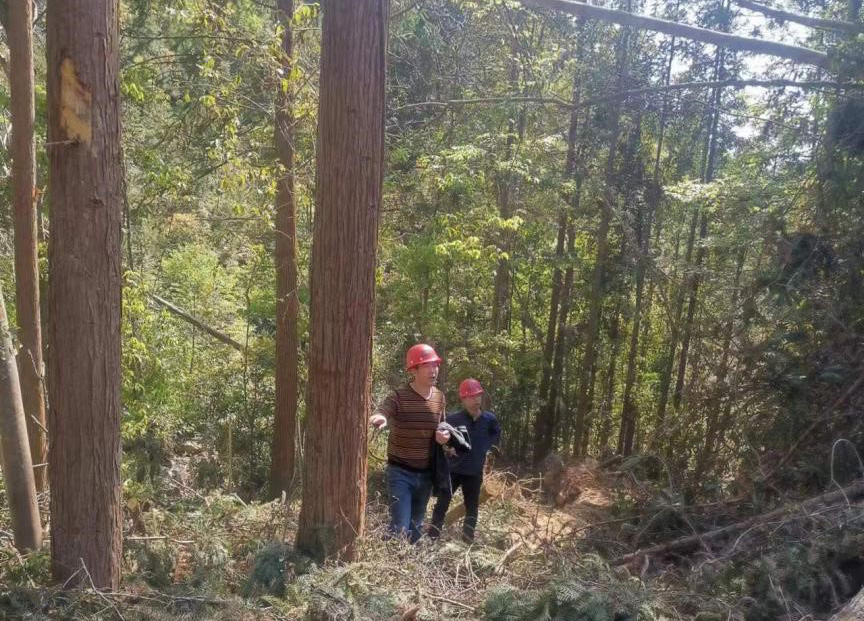 “兩節(jié)”前夕，“綠盾”行動——福建金森嚴格把關(guān)林木采伐施工