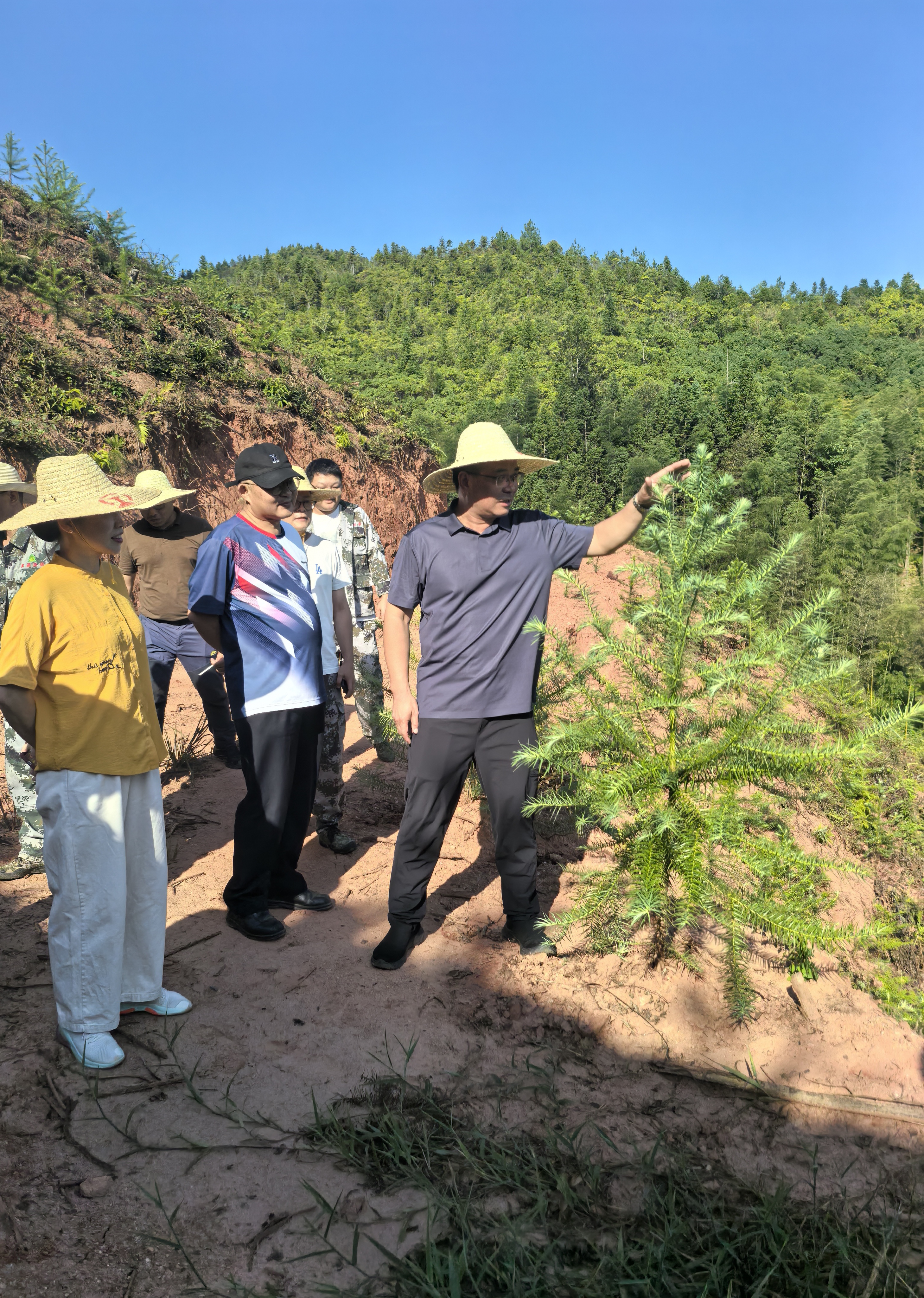 福建省林科院副院長鄭仁華一行蒞臨福建金森 指導(dǎo)森林資源培育工作