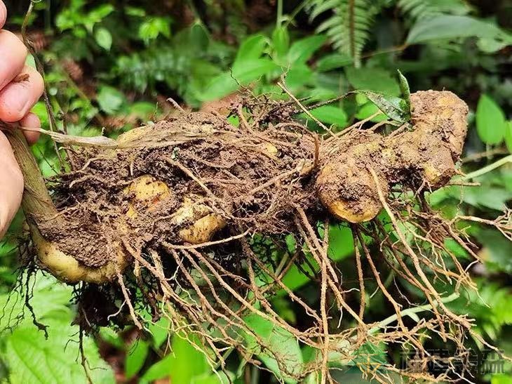 漠源琵琶丘基地黃精試種擴(kuò)容！金森探索林藥共生新路徑